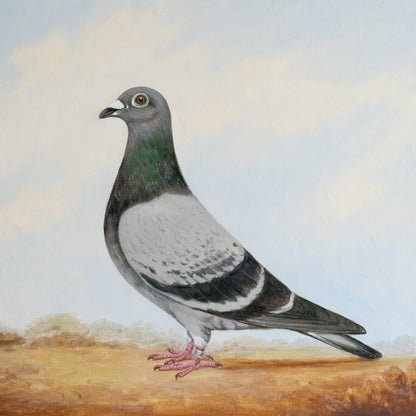 Pigeon Oil Painting