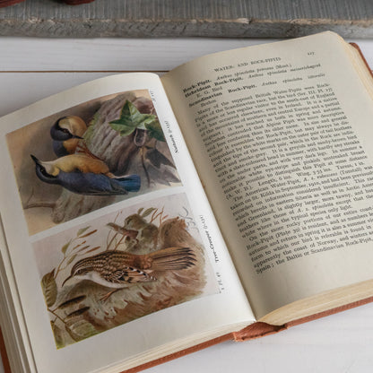 The Birds of the British Isles and their Eggs Book #3