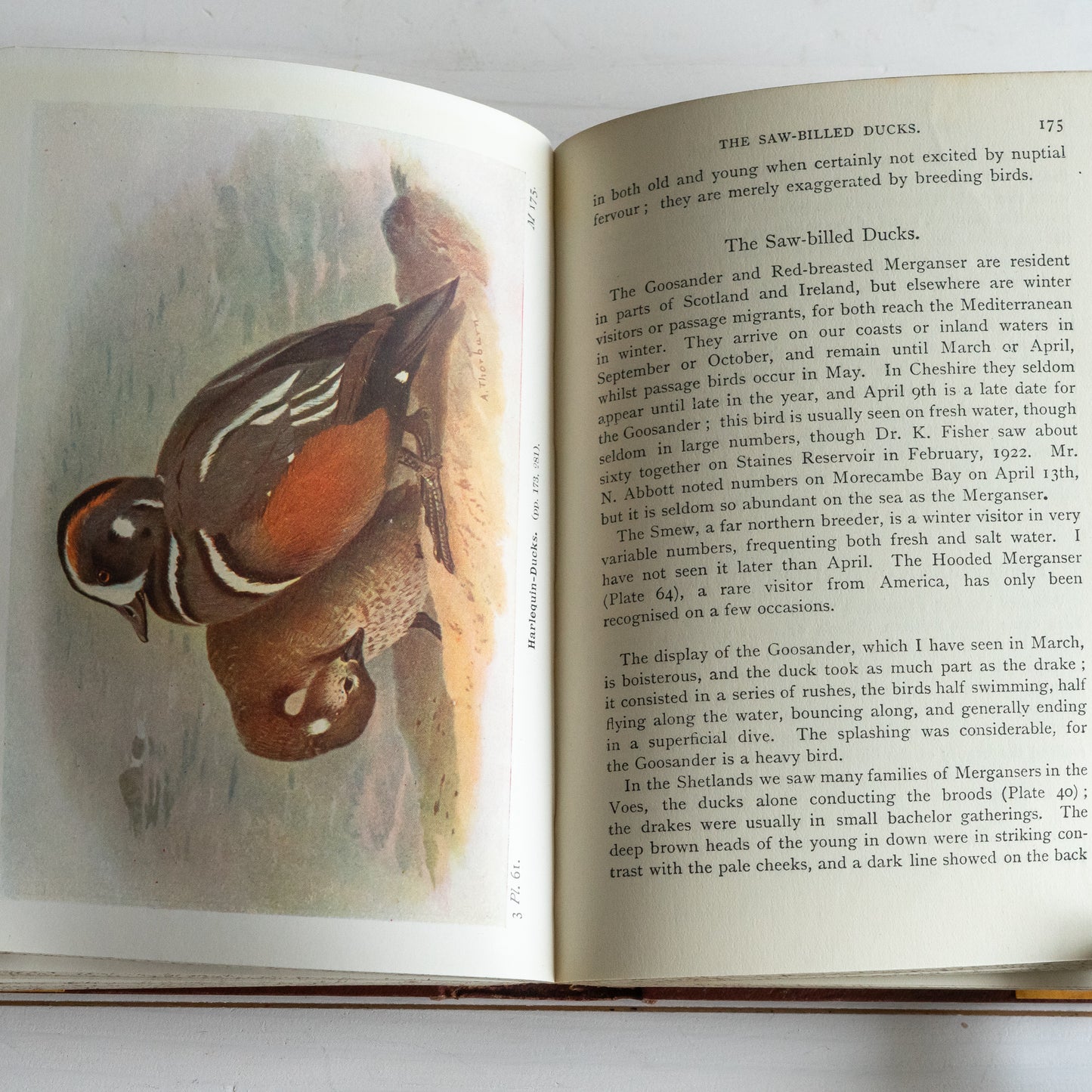 The Birds of the British Isles  - Migration and Habits Book