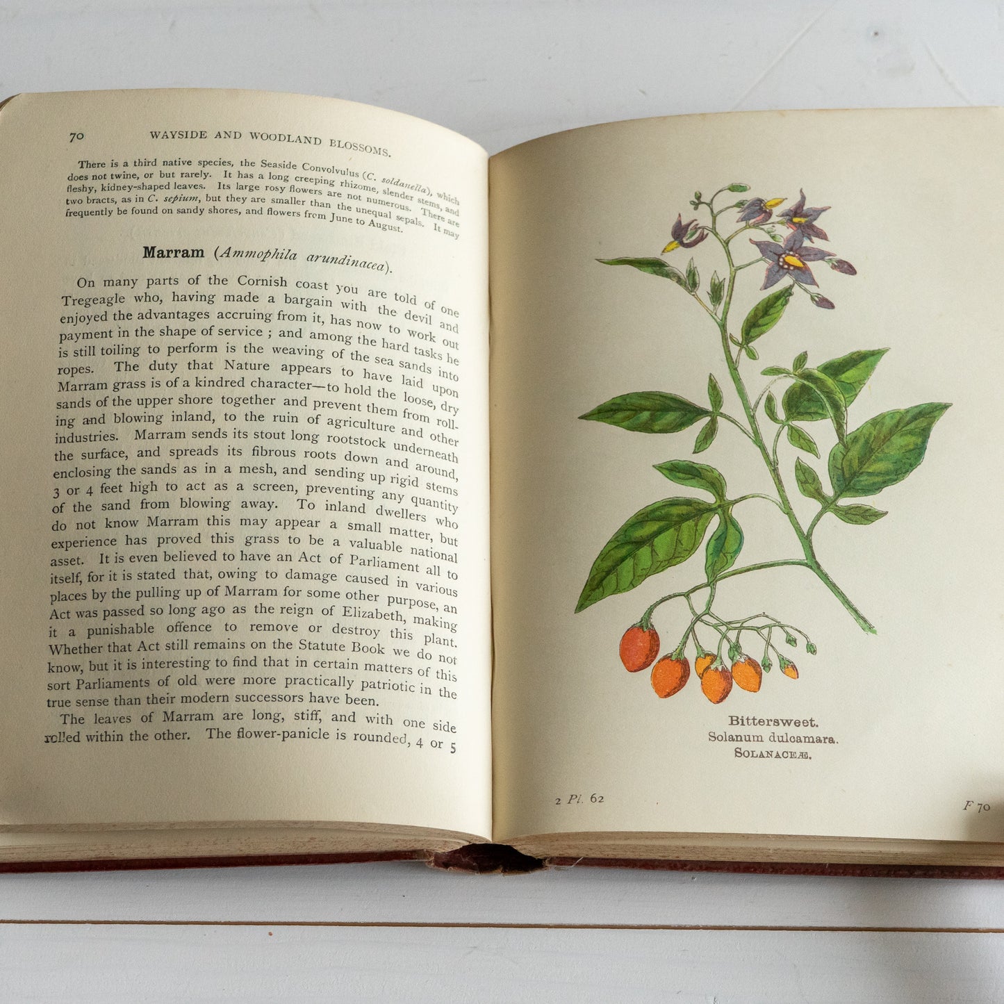 Vintage Wayside & Woodland Blossoms Book #2