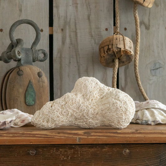 Vintage Brain Coral Specimen