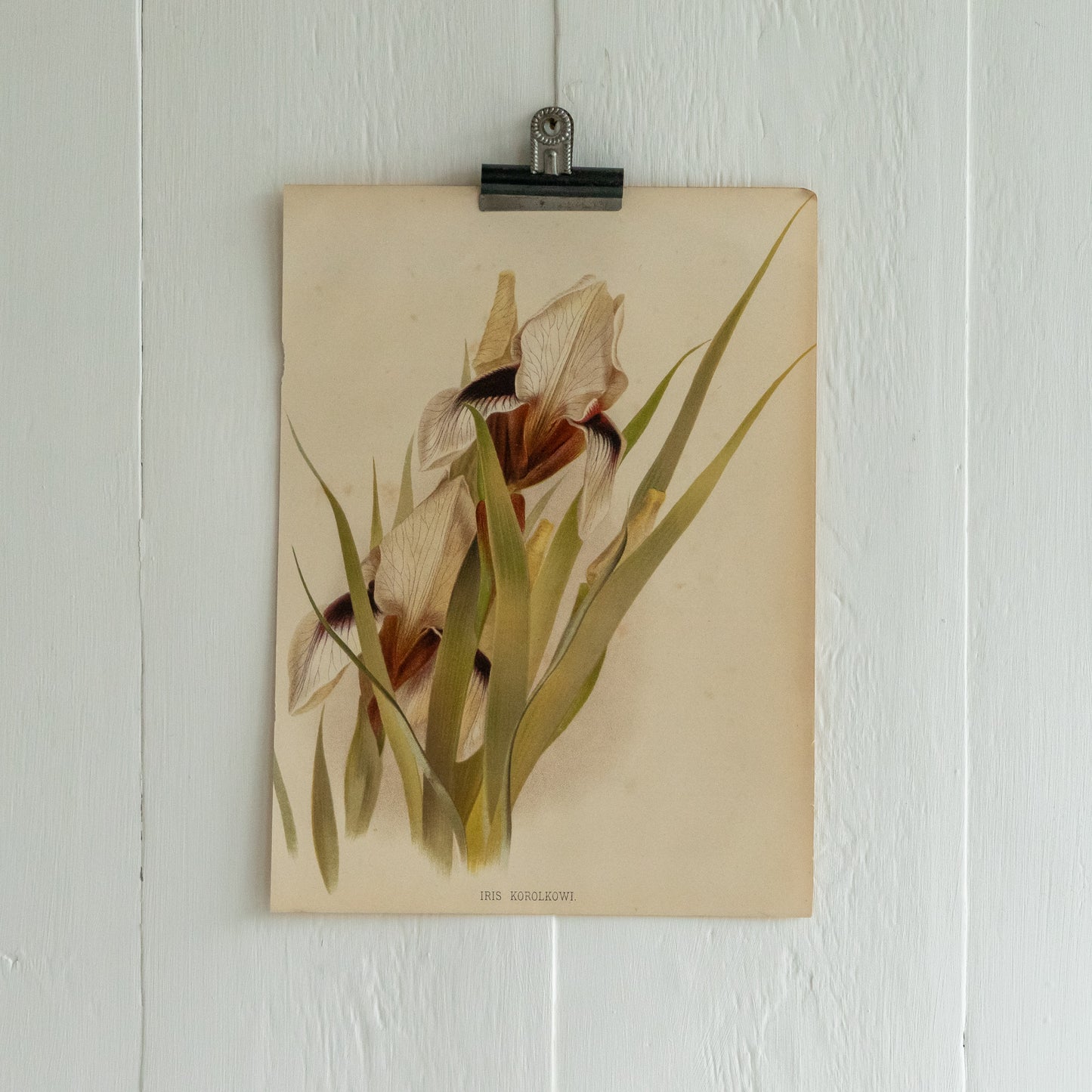 Antique Colour Bookplate - Iris Korolkowi