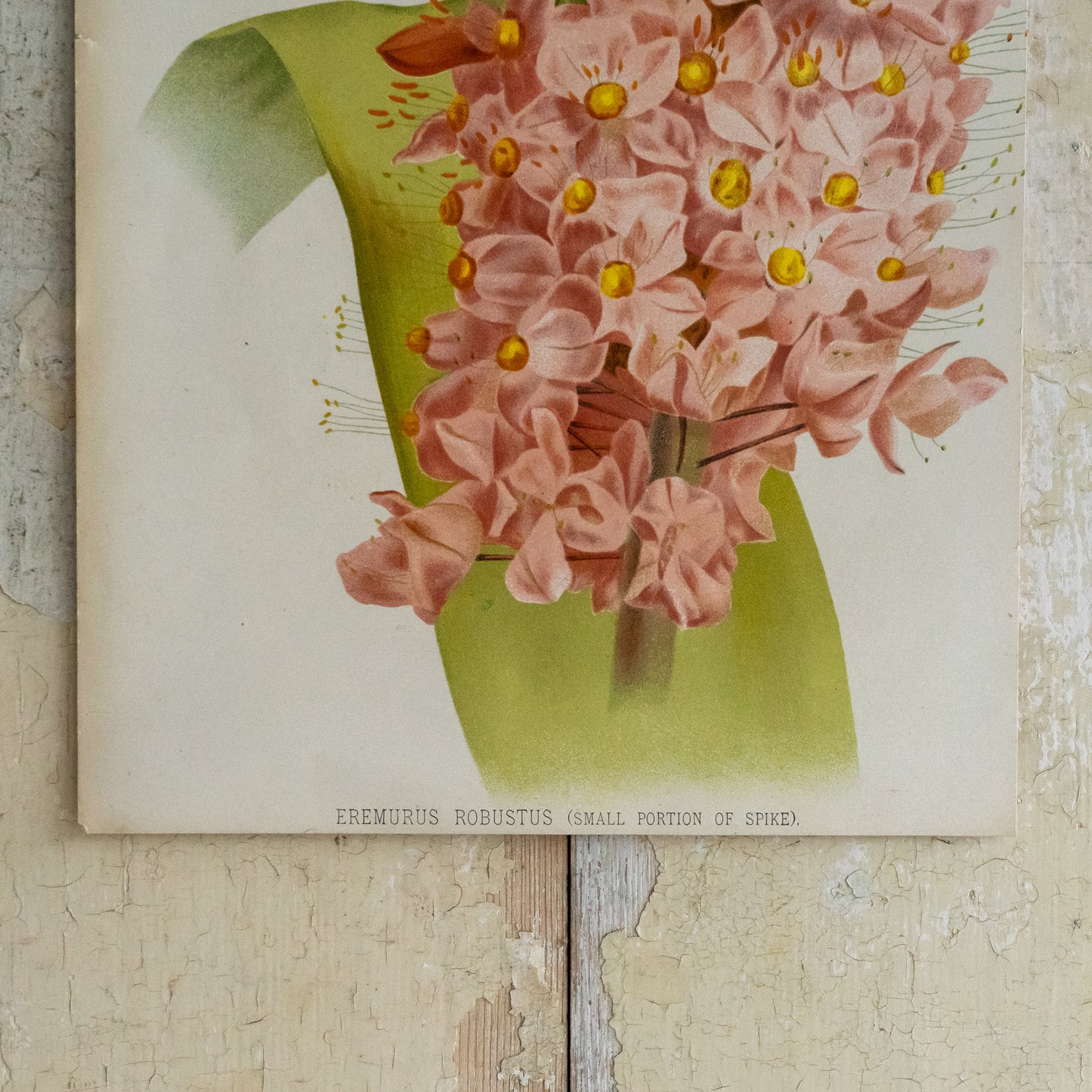 Antique Bookplate - Eremurus Robustus