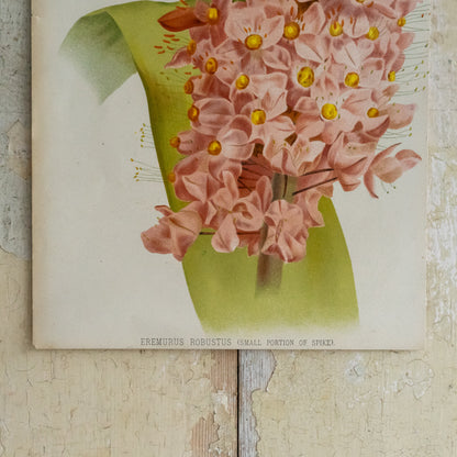 Antique Bookplate - Eremurus Robustus