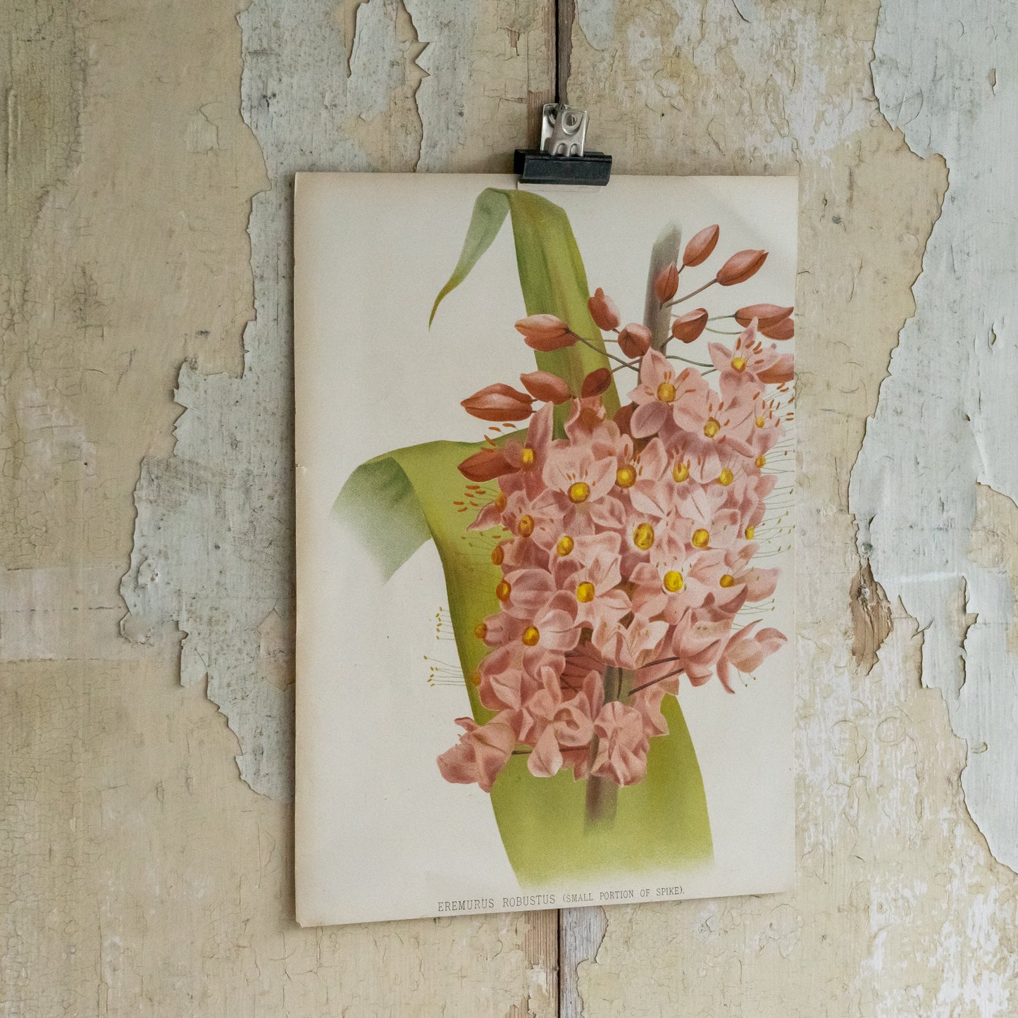 Antique Bookplate - Eremurus Robustus