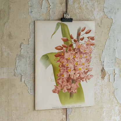 Antique Bookplate - Eremurus Robustus