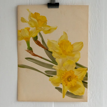 Antique Colour Bookplate - Daffodils