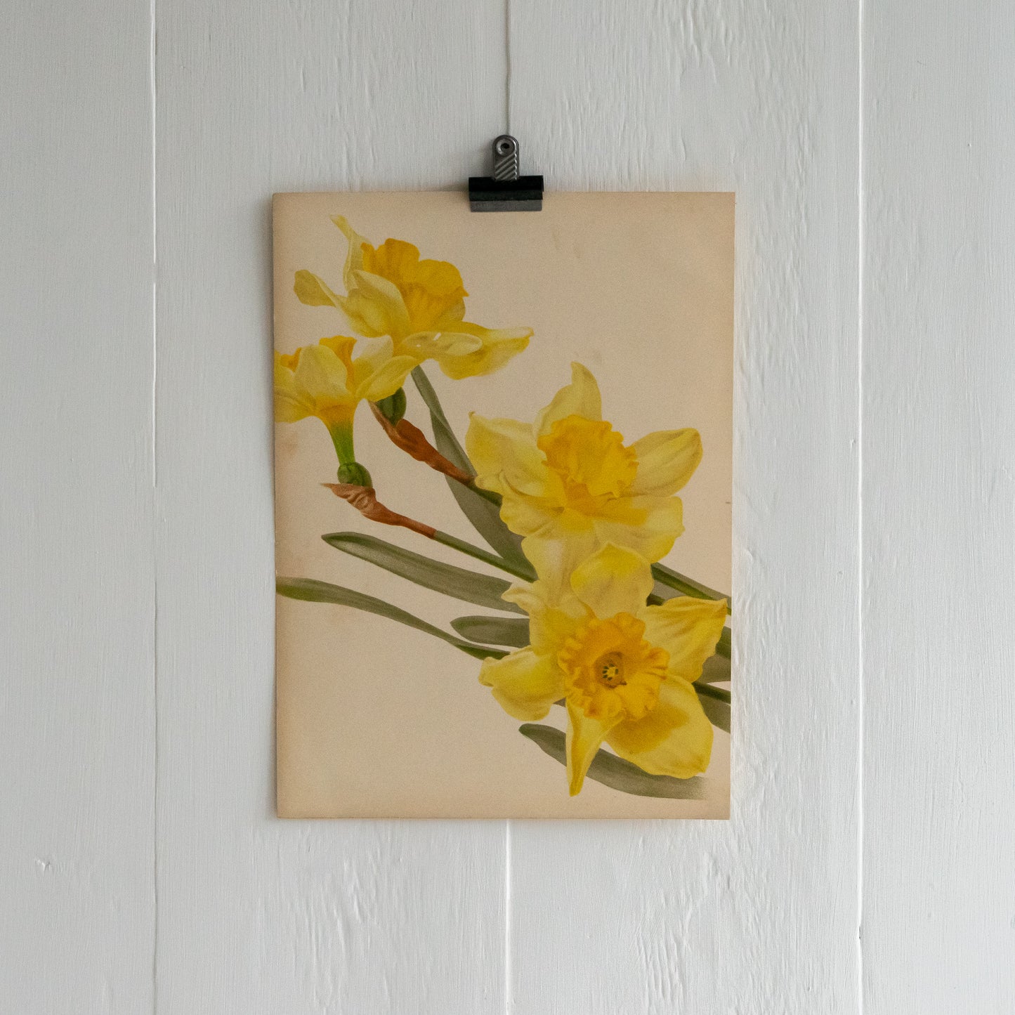 Antique Colour Bookplate - Daffodils