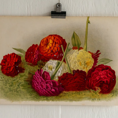 Antique Colour Bookplate - Dahlias