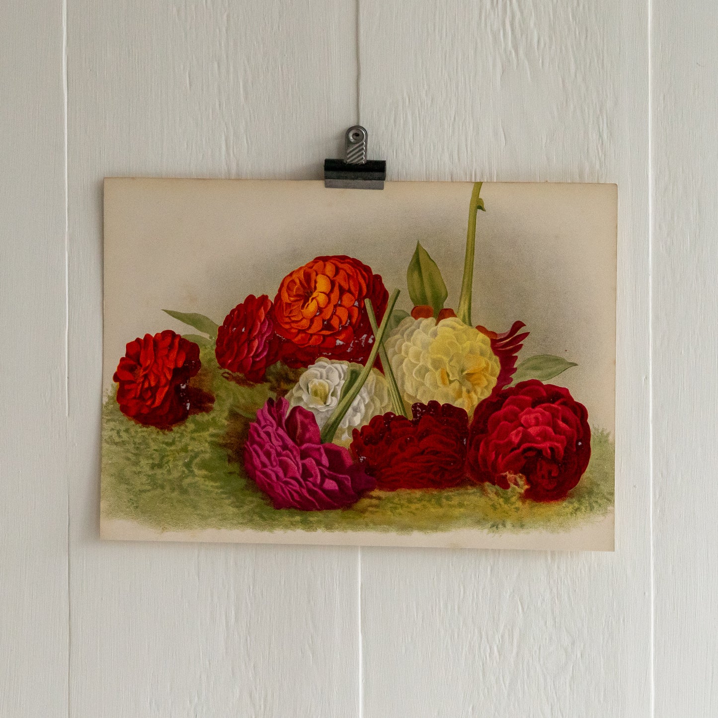 Antique Colour Bookplate - Dahlias