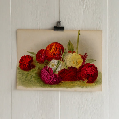 Antique Colour Bookplate - Dahlias