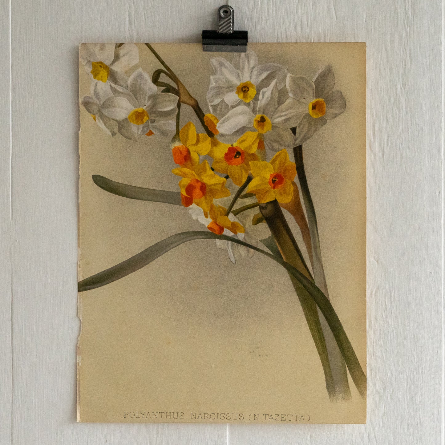 Antique Colour Bookplate - Polyanthus Narcissus