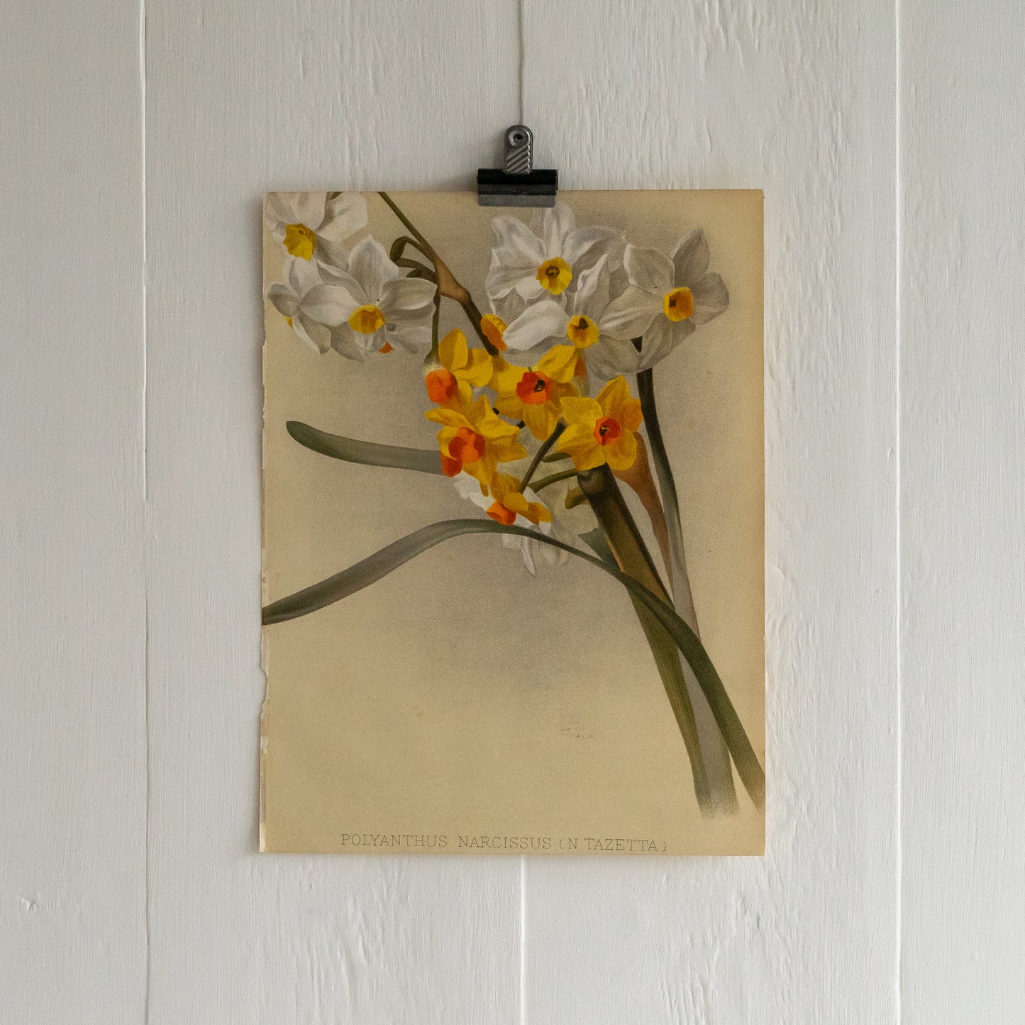 Antique Colour Bookplate - Polyanthus Narcissus