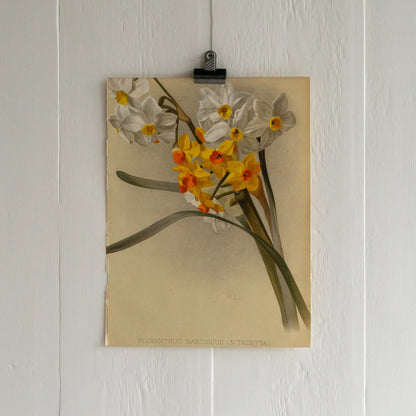 Antique Colour Bookplate - Polyanthus Narcissus
