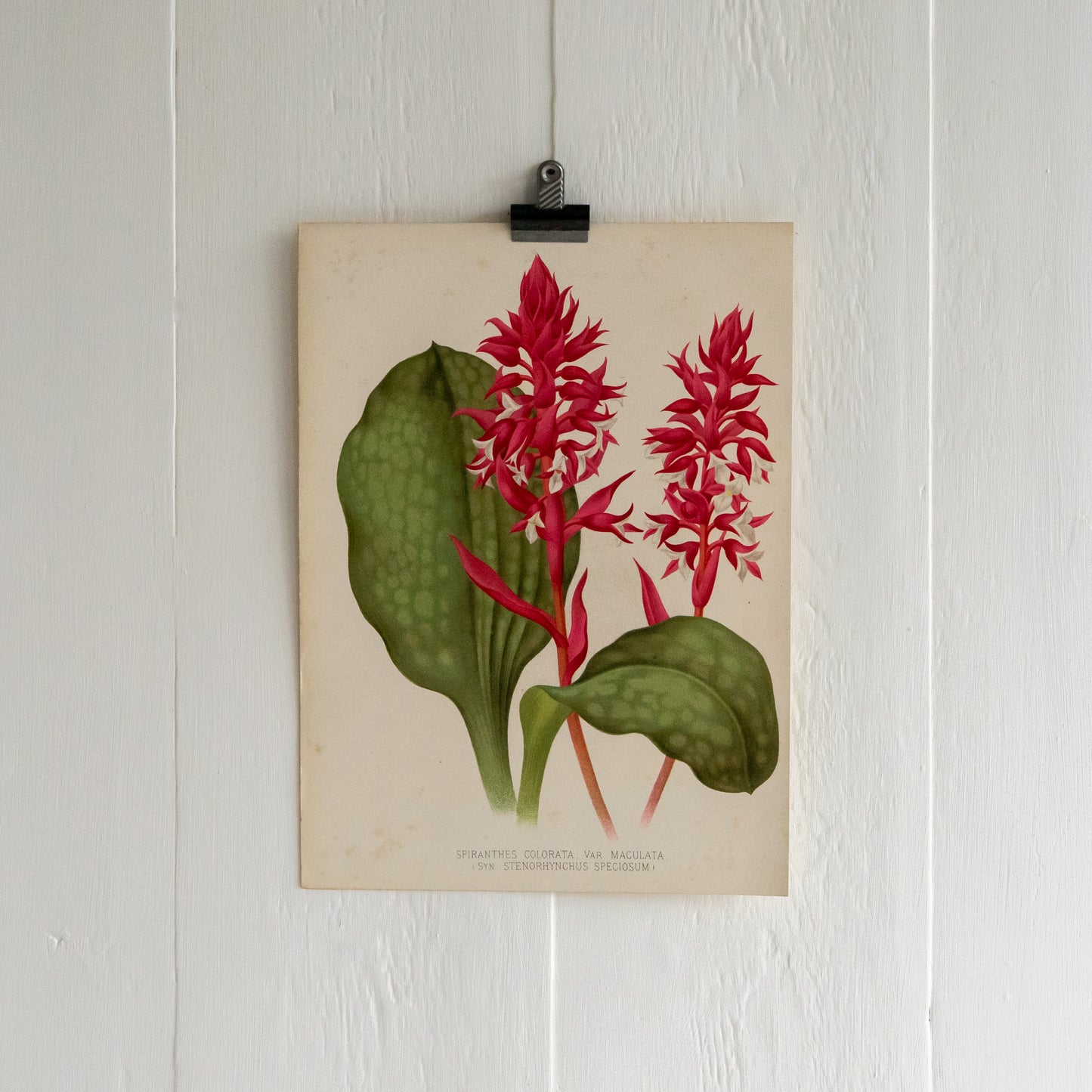 Antique Colour Bookplate - Spiranthes Colorata Var Maculata