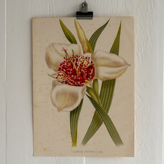 Antique Colour Bookplate - Tigridia Pavonia Alba