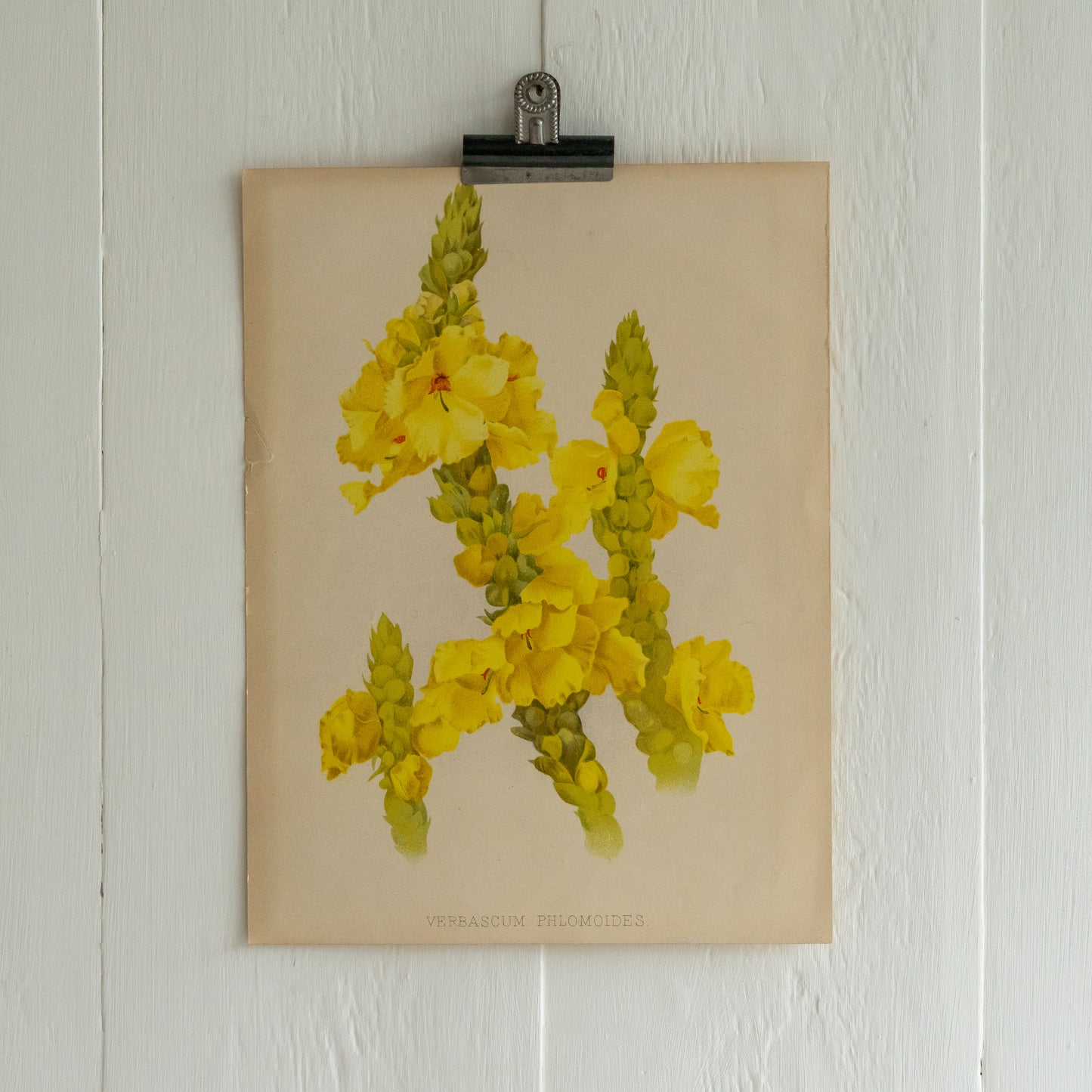 Antique Colour Bookplate - Verbascum Phlomoides