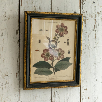 Antique Framed John Pass Botanical Engraving
