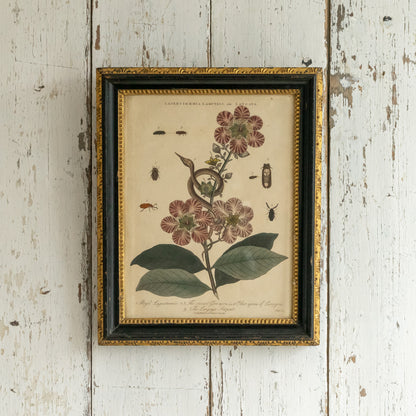 Antique Framed John Pass Botanical Engraving