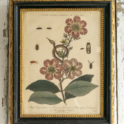 Antique Framed John Pass Botanical Engraving