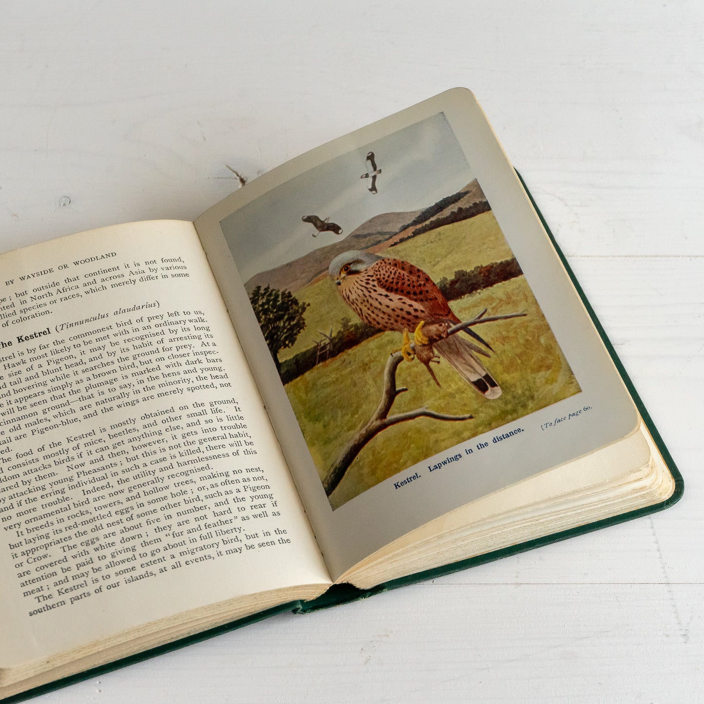 Birds of the Country Side Book