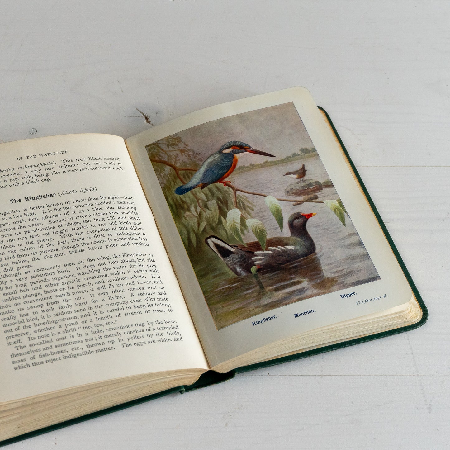 Birds of the Country Side Book