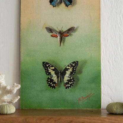 Butterfly Oil on Board Painting