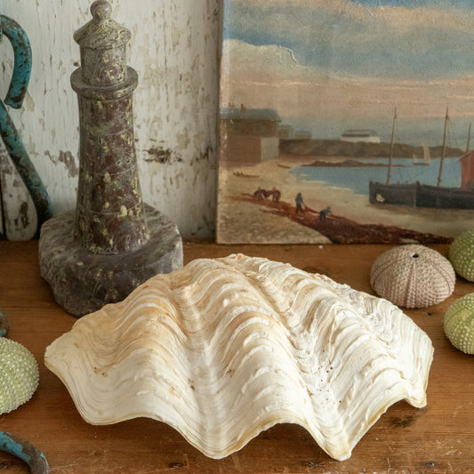 Clam Shell