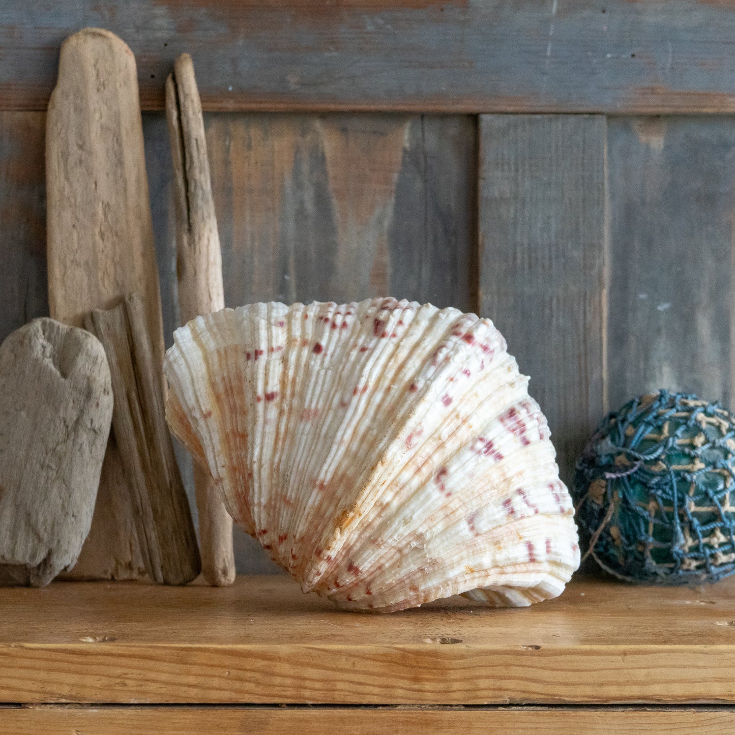 Decorative Clam Shell #2