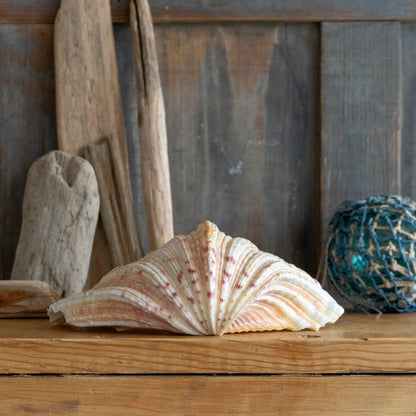 Decorative Clam Shell #2