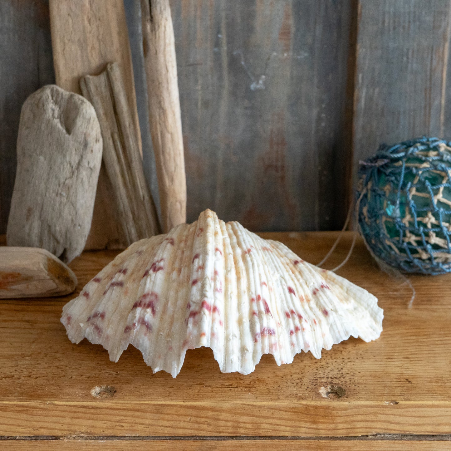 Decorative Clam Shell #2