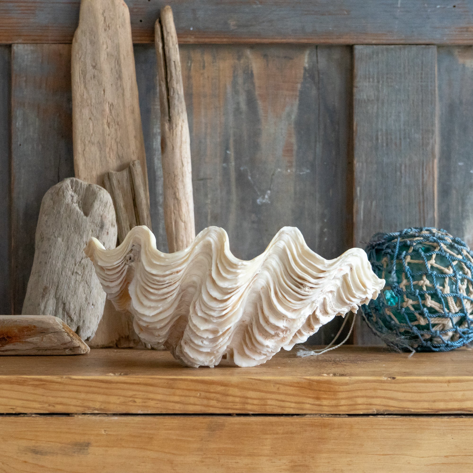 Display Clam Shell Decorative Clam Shell – Goose Home and Garden