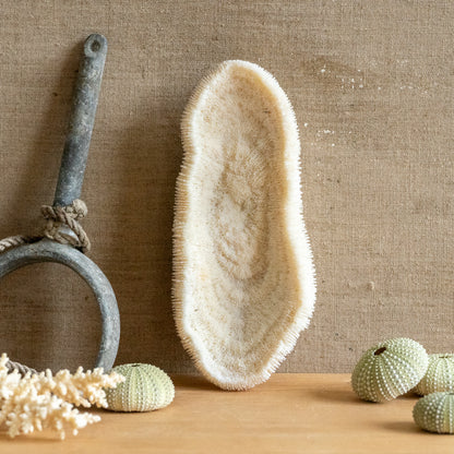 Decorative Slipper Coral Specimen