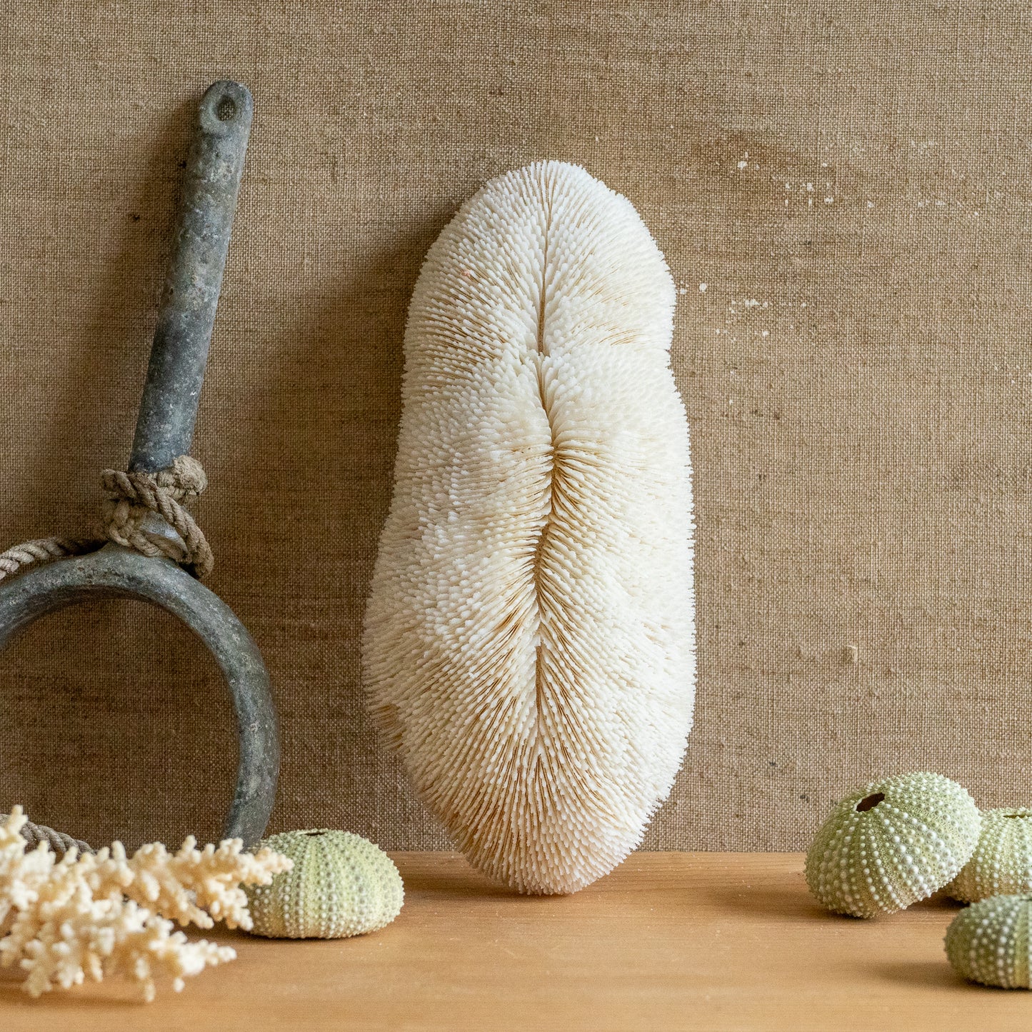 Decorative Slipper Coral Specimen