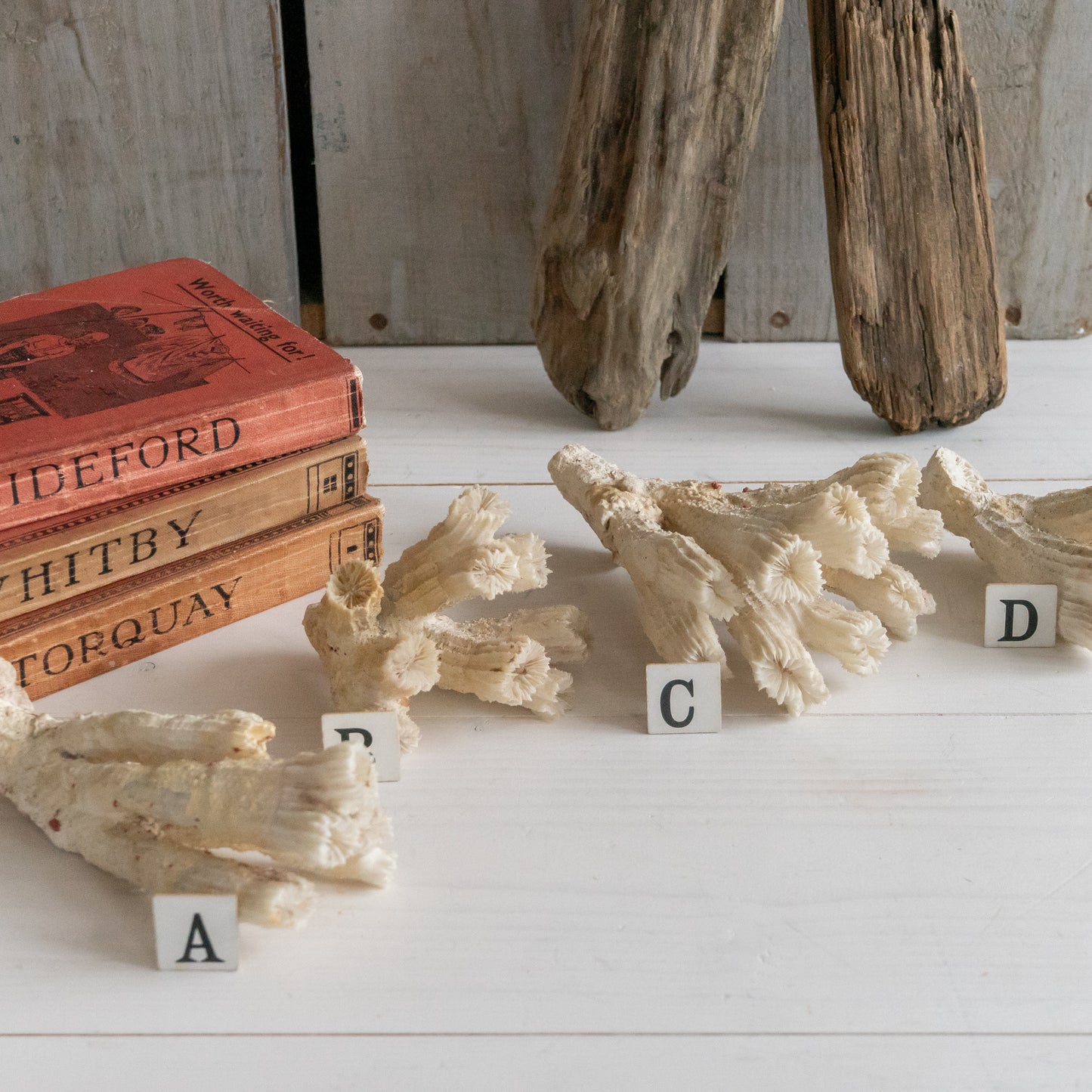 Decorative Natural Coral Specimen
