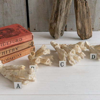 Decorative Natural Coral Specimen