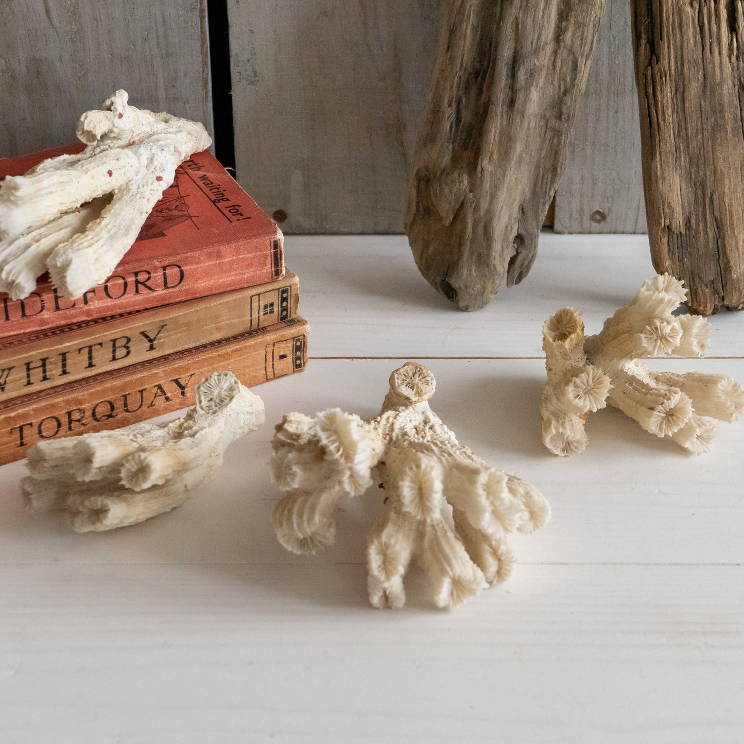 Decorative Natural Coral Specimen