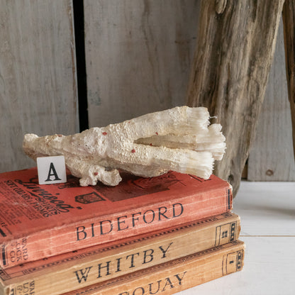 Decorative Natural Coral Specimen
