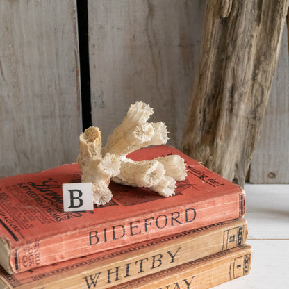 Decorative Natural Coral Specimen