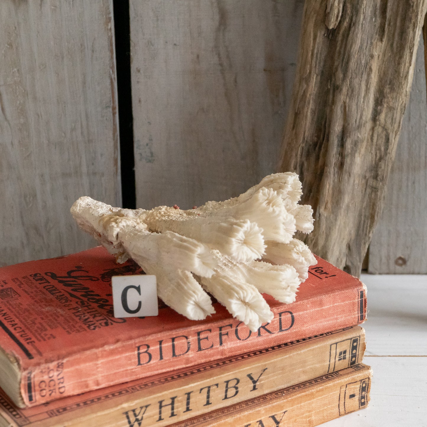 Decorative Natural Coral Specimen