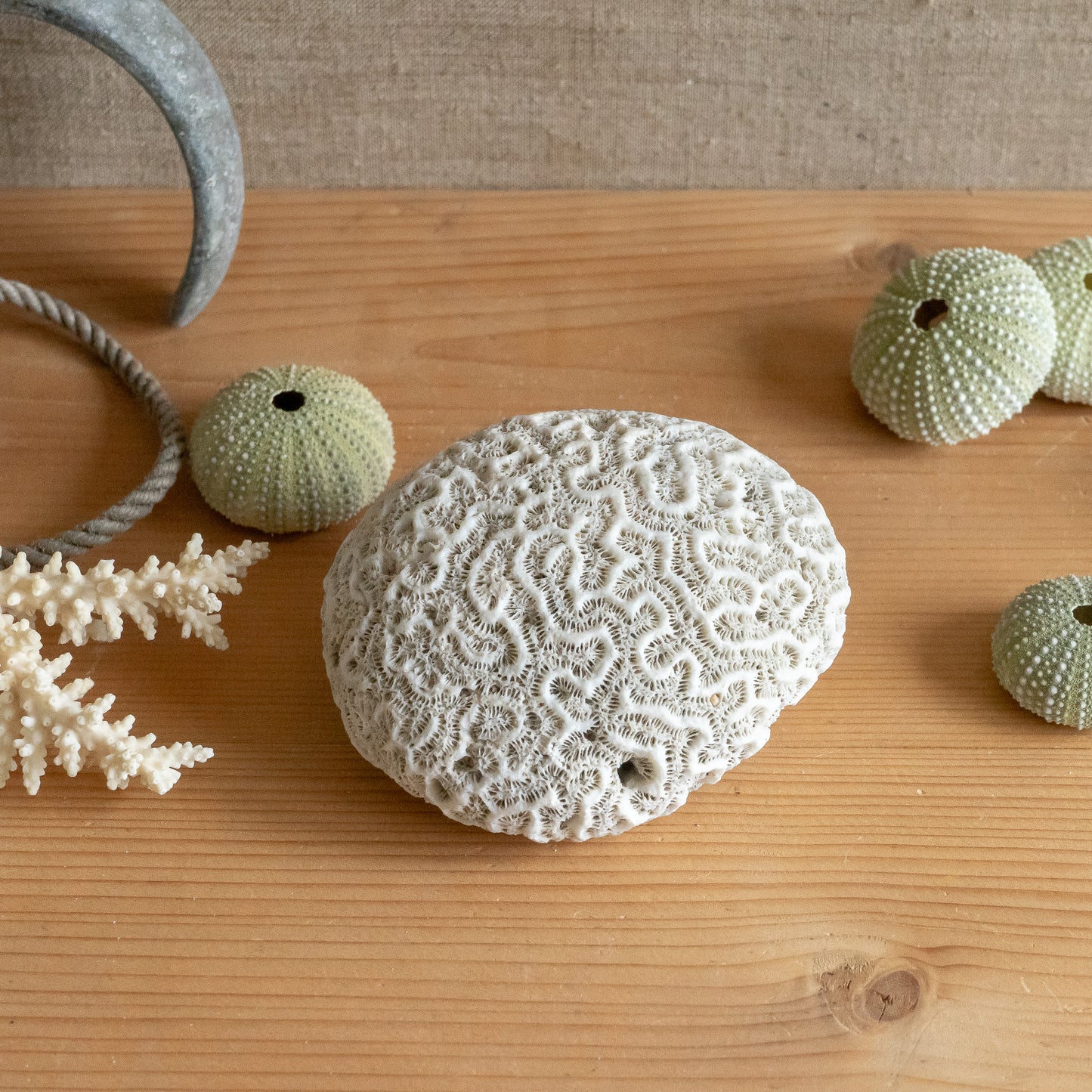 Decorative Natural Brain Coral Specimen