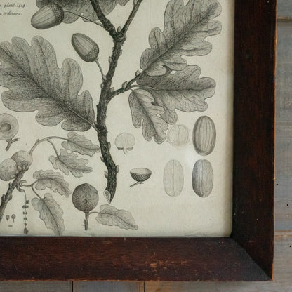 Framed Oak Leaf and Acorn Book Plate