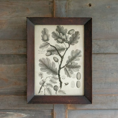 Framed Oak Leaf and Acorn Book Plate