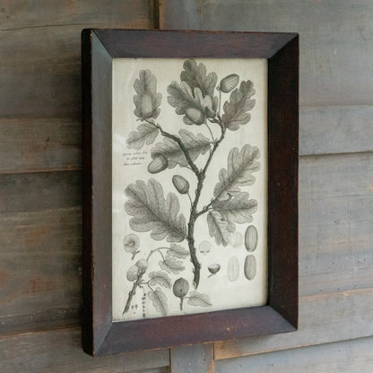 Framed Oak Leaf and Acorn Book Plate