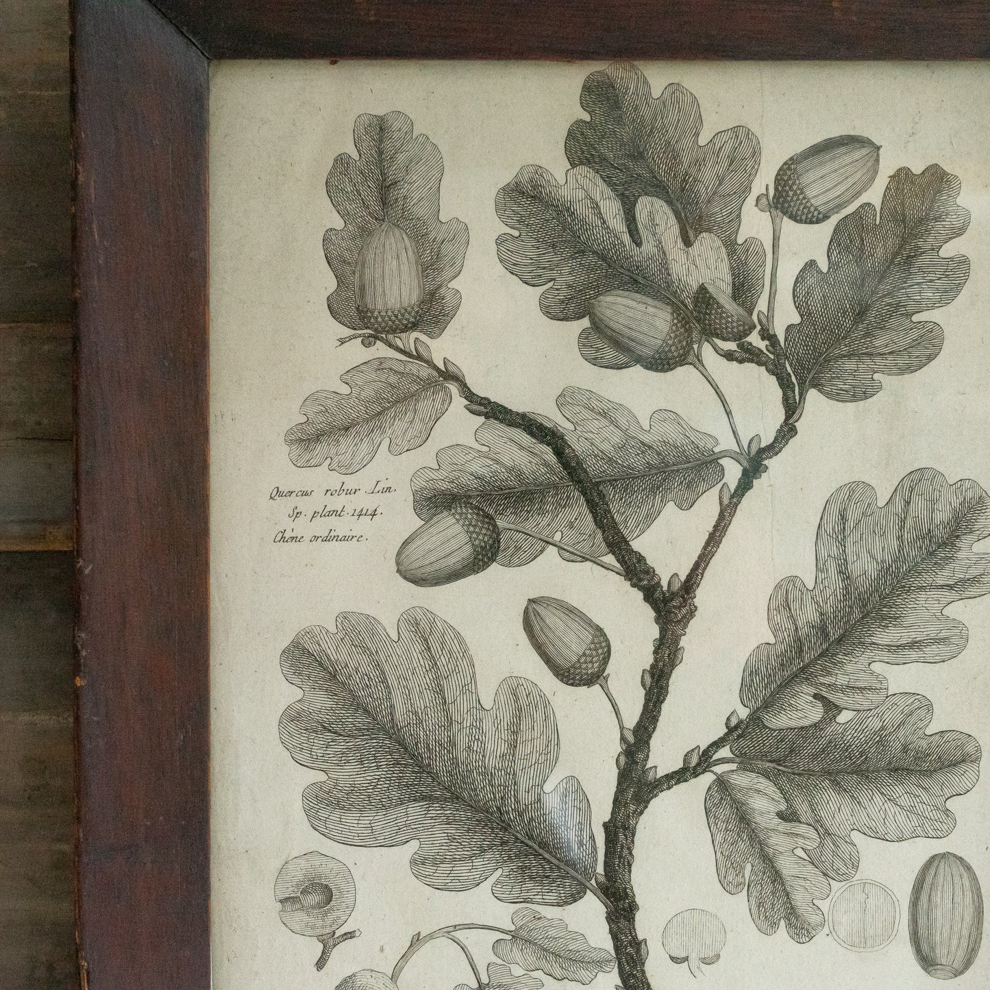 Framed Oak Leaf and Acorn Book Plate