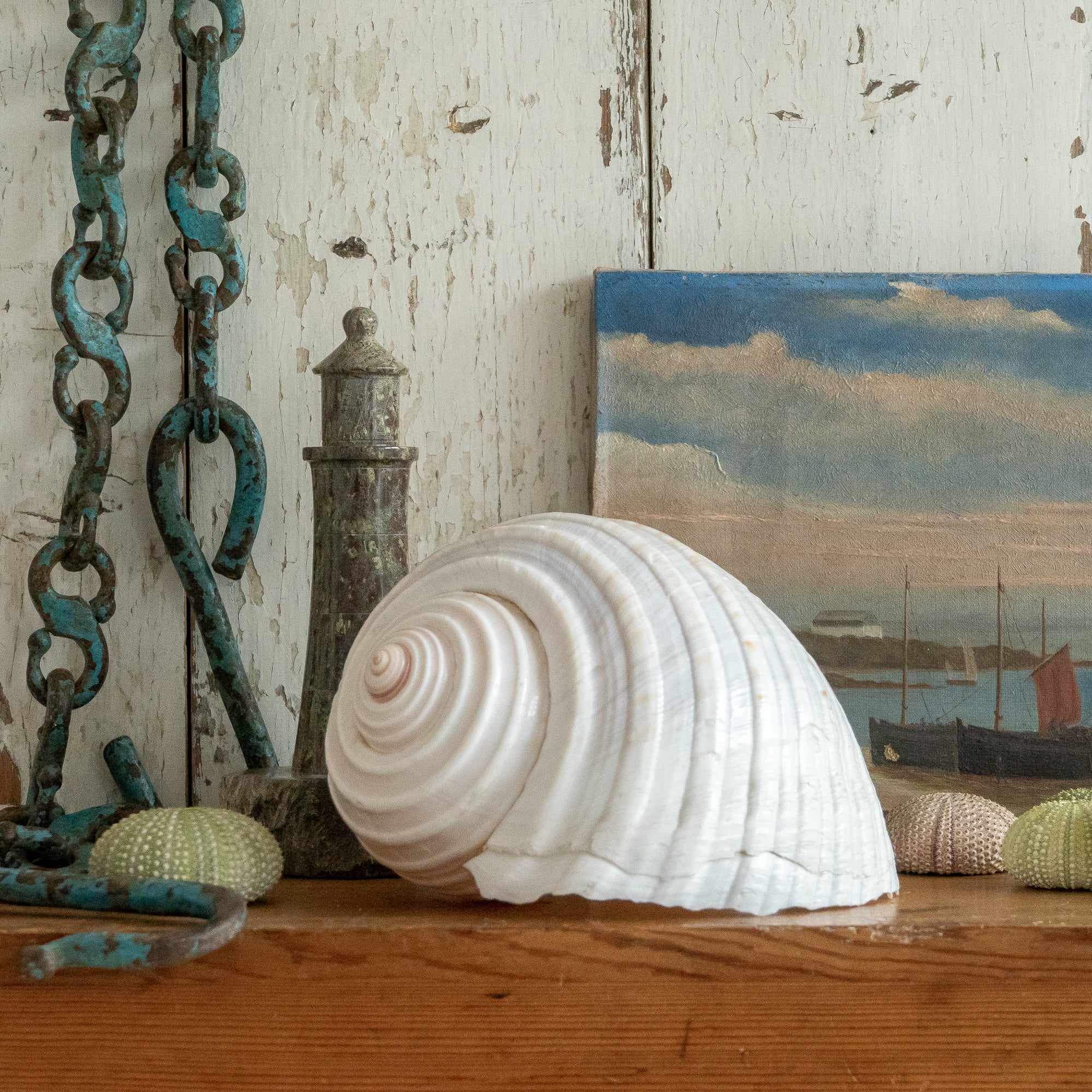 Large Banded Tonna Shell – Goose Home and Garden