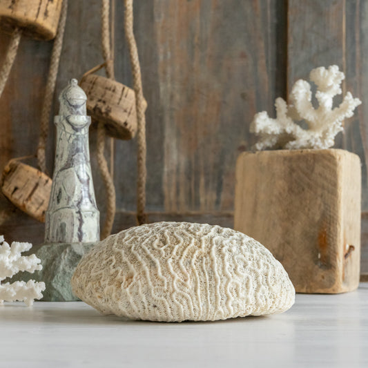 Large Vintage Brain Coral Specimen