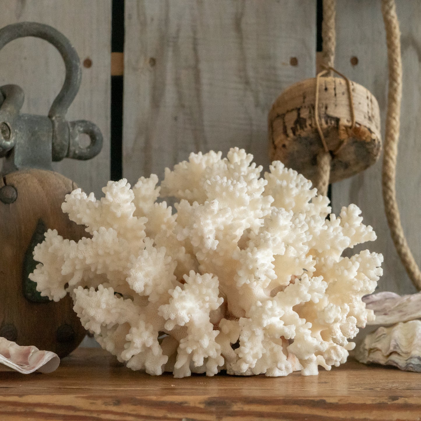 Large White Natural Coral Specimen