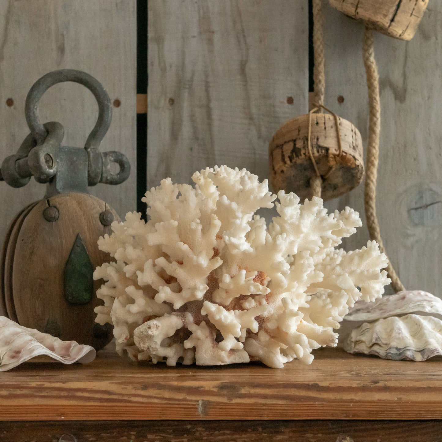Large White Natural Coral Specimen