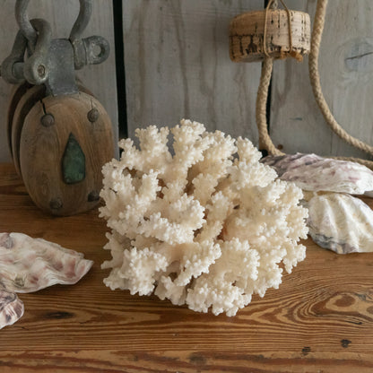 Large White Natural Coral Specimen